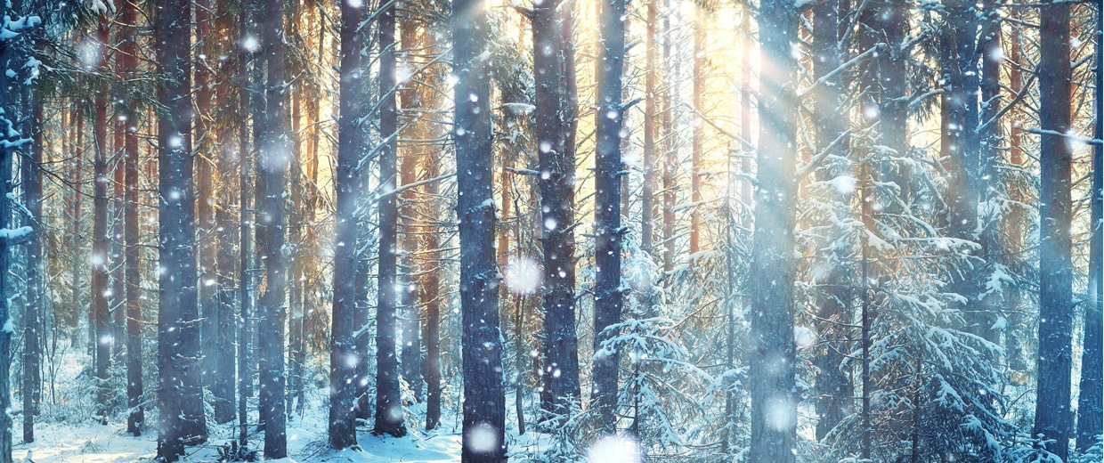 A snowy forest with sunlight shining through the trees near the Canadian Museum of History in Ottawa.