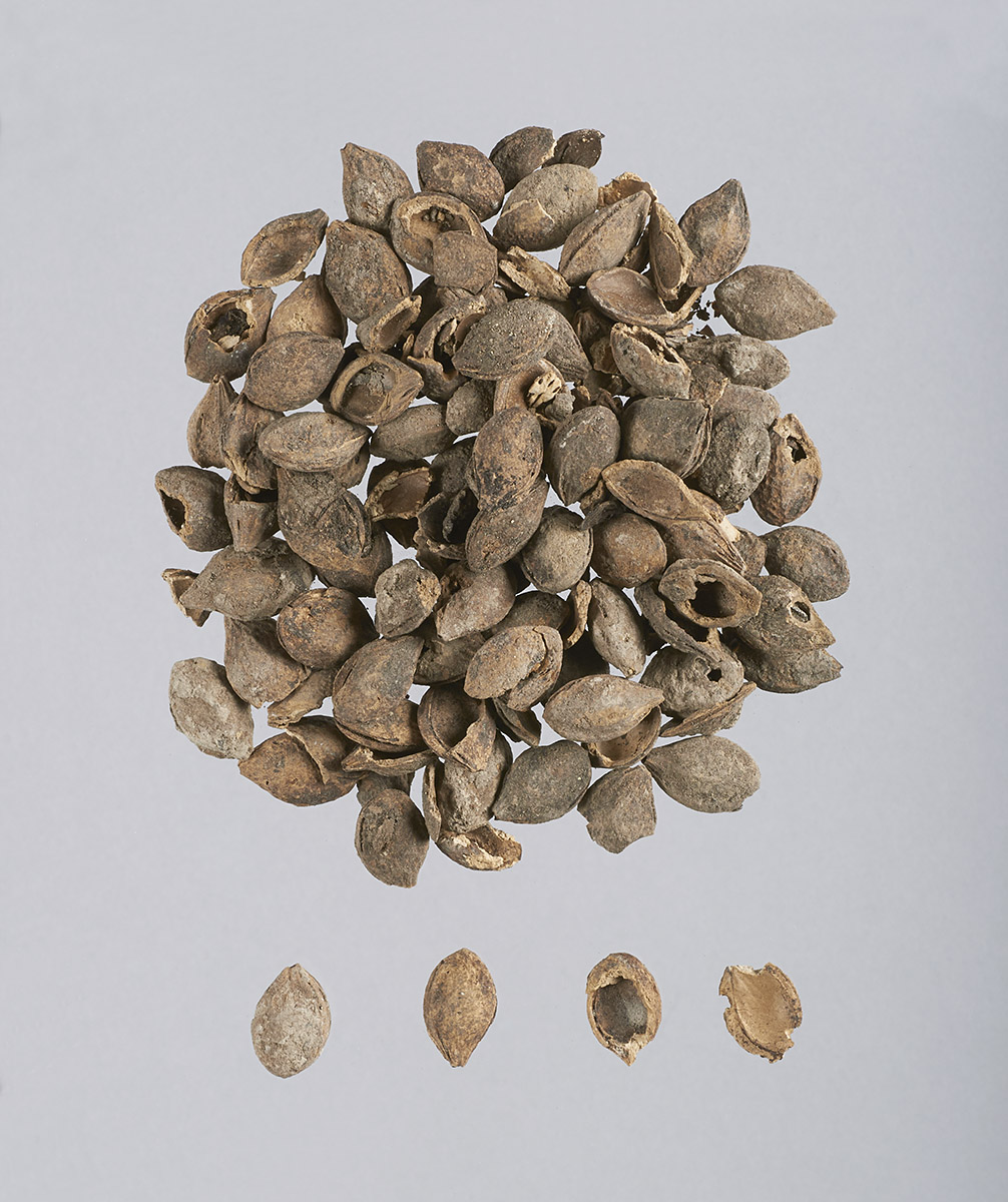 A pile of dried seeds on a white surface at the Canadian Museum of History in Ottawa.