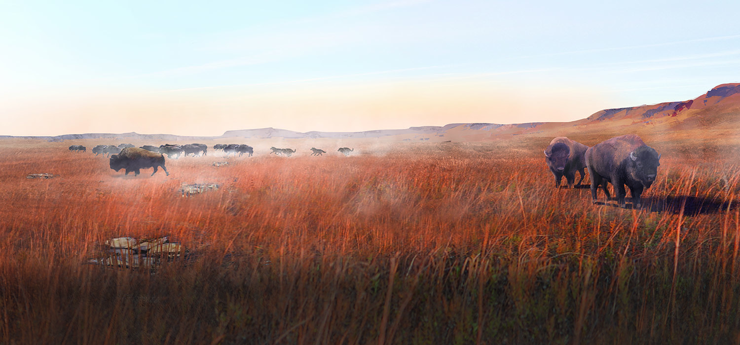 A herd of bison walking through a grassy field near the Canadian Museum of History in Ottawa.