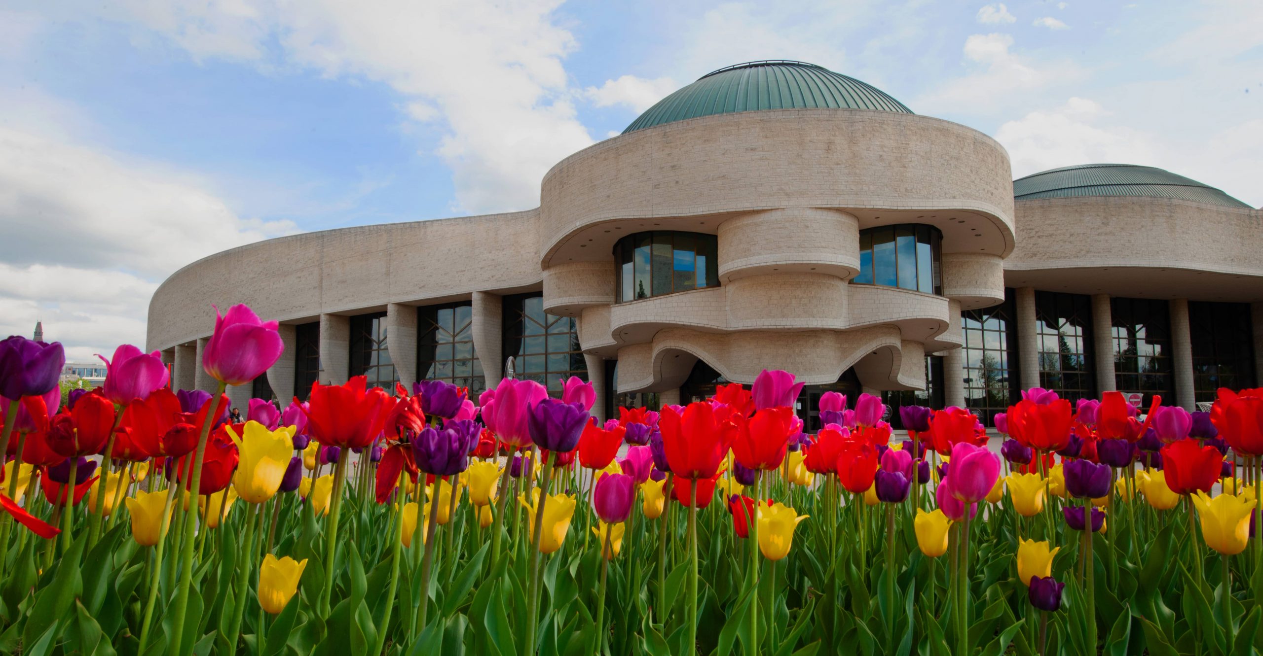 Tulips in front of the Canadian Museum of History in Ottawa.