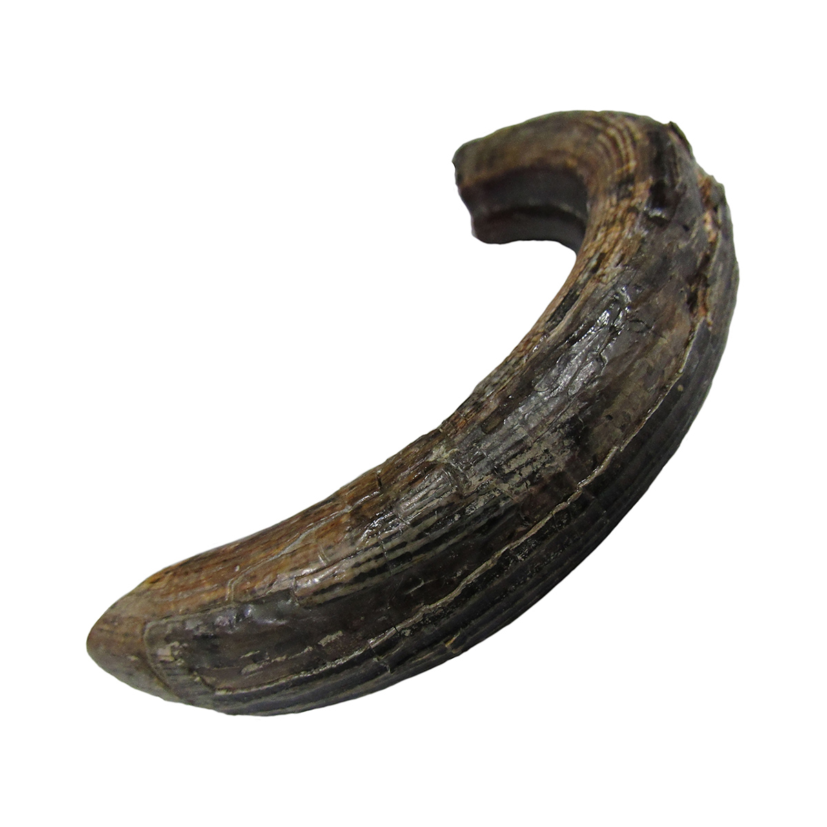 A piece of a tusk from the Canadian Museum of History, displayed on a white background in Ottawa.