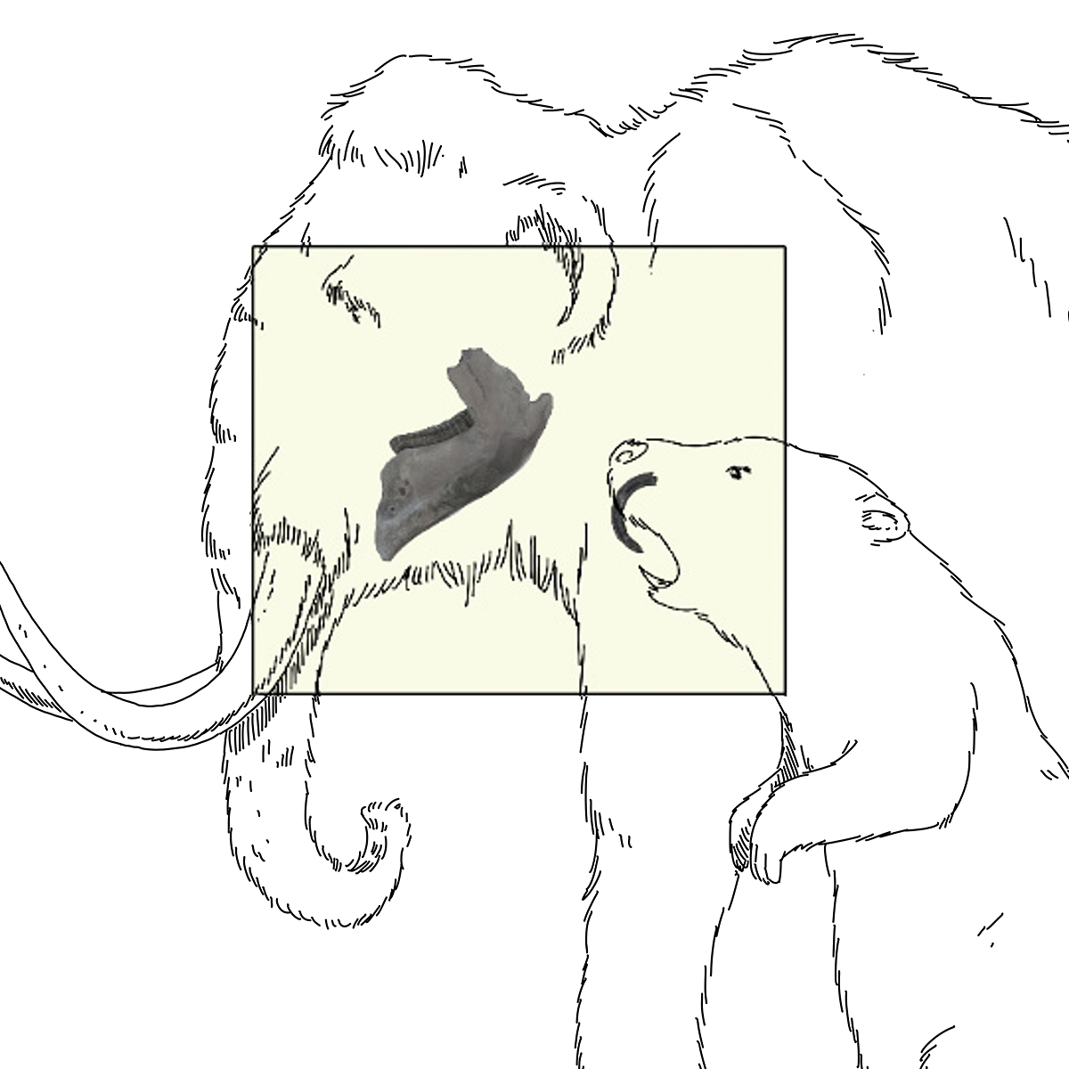 A drawing of a mammoth and a polar bear exhibited at the Canadian Museum of History in Ottawa.