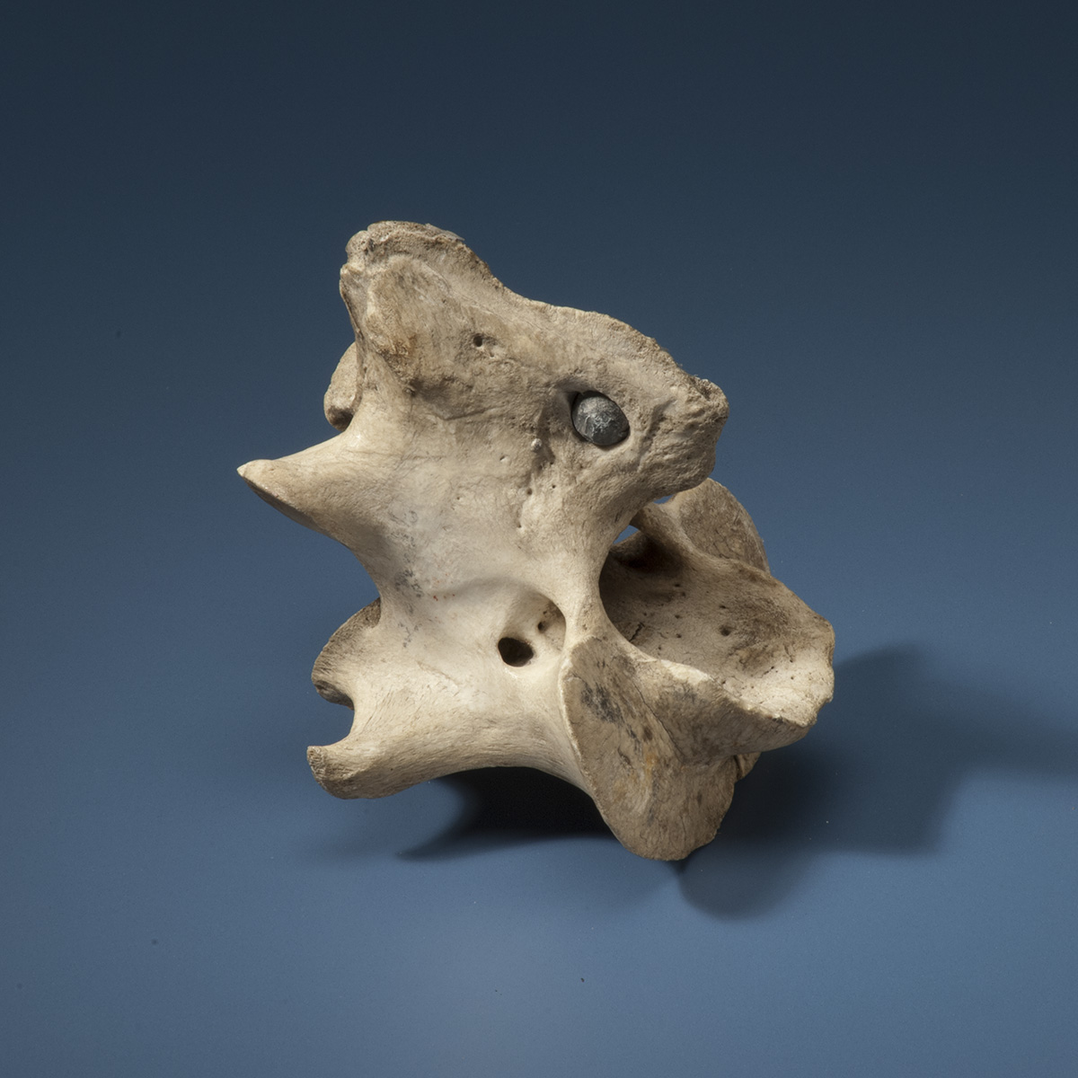 A skull with a hole in it displayed at the Canadian Museum of History in Ottawa.