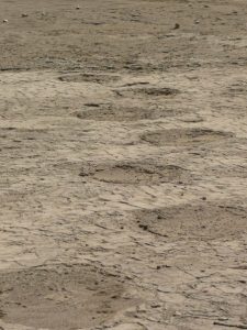 A woolly mammoth trackway preserved at Wally’s Beach.