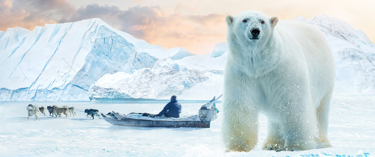 A polar bear in front of a snowy snow scape