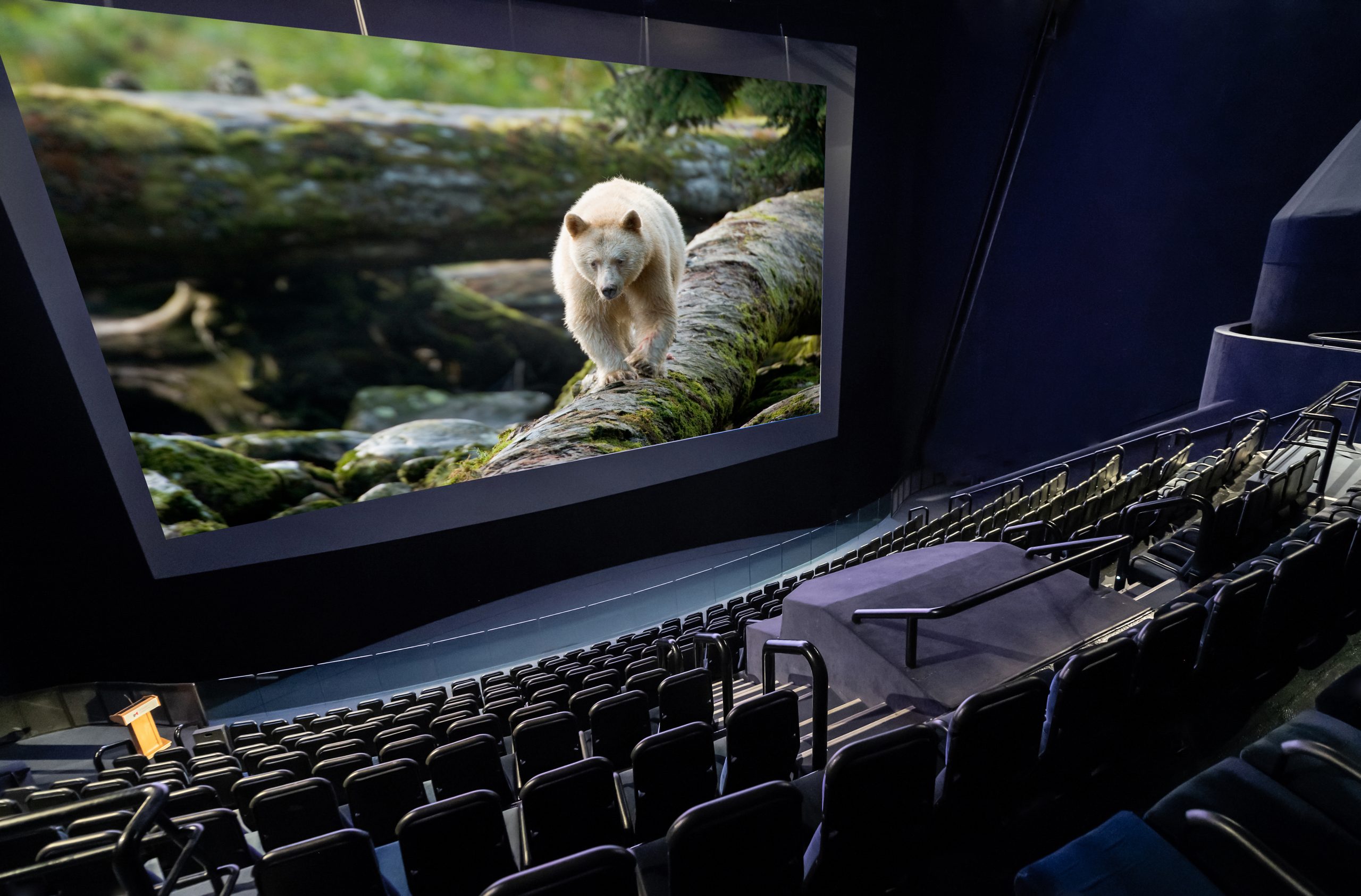 An empty Cine+ theatre with a bear displayed on the screen.