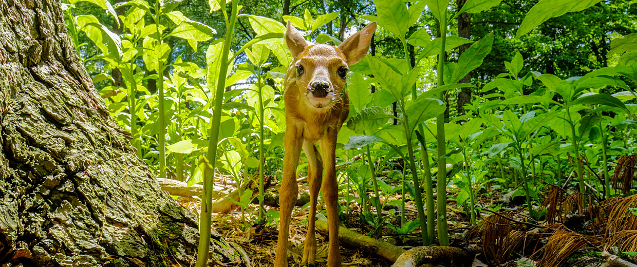 Backyard Wilderness