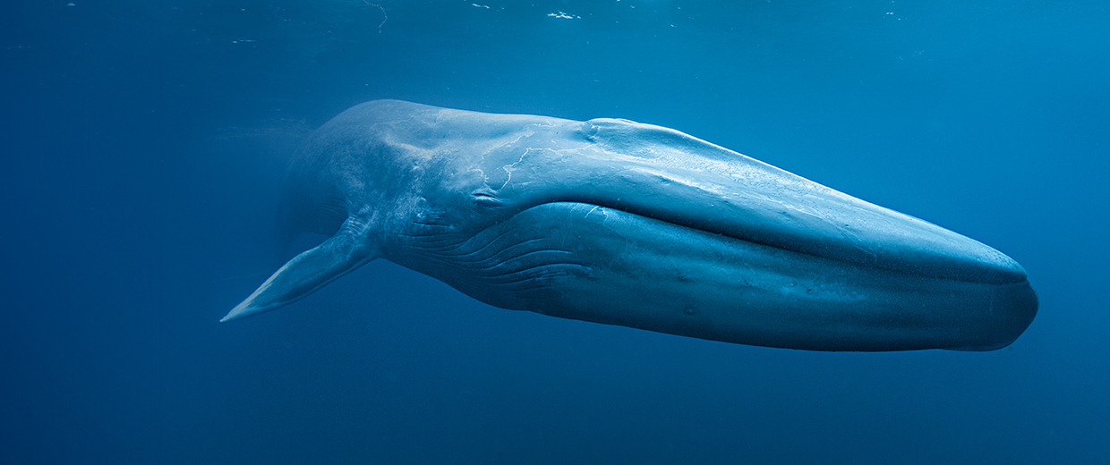 Giant blue whale