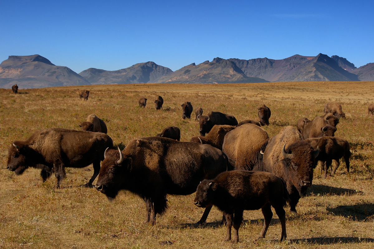 Herd of American bison